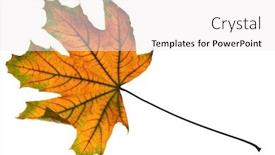  Presentation with maple leaf - Audience pleasing presentation theme consisting of autumn-maple-leaf-closeup-object backdrop and a white colored foreground
