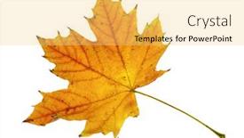  Presentation with maple leaf - Presentation theme featuring autumn-maple-leaf-closeup-object background and a yellow colored foreground