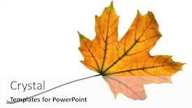  Presentation with maple leaf - Beautiful slide deck featuring autumn-maple-leaf-closeup-object backdrop and a white colored foreground