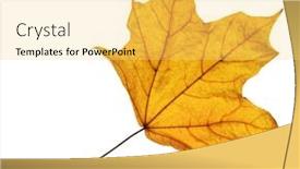  Presentation with maple leaf - Presentation design having autumn-maple-leaf-closeup-object background and a yellow colored foreground