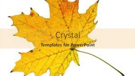  Presentation with maple leaf - Audience pleasing theme consisting of autumn-maple-leaf-closeup-object backdrop and a gold colored foreground