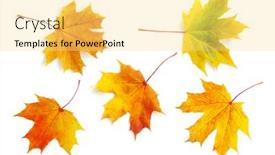  Presentation with maple leaf - Beautiful presentation design featuring defoliation - autumn maple leaf isolated backdrop and a yellow colored foreground