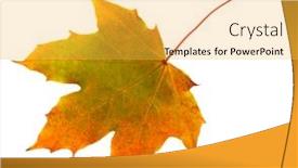  Presentation with maple leaf - Audience pleasing presentation consisting of autumn-maple-leaf-isolated backdrop and a yellow colored foreground
