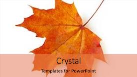 Presentation with maple leaf - Beautiful slides featuring autumn maple leaf isolated backdrop and a gold colored foreground