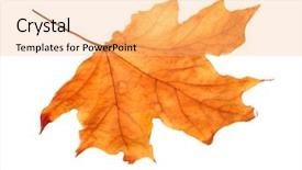  Presentation with maple leaf - PPT theme having autumn maple leaf isolated on white background and a yellow colored foreground