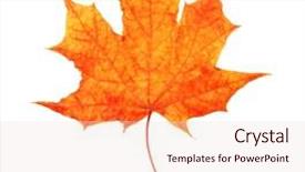  Presentation with maple leaf - Presentation design featuring autumn maple leaf isolated on white background background and a lemonade colored foreground