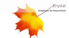  Presentation with maple leaf - Amazing slides having autumn-maple-leaf-isolated backdrop and a white colored foreground