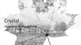  Presentation with maple leaf - Amazing slide deck having autumn maple leaf mixed with trees and sky double exposure photo backdrop and a light gray colored foreground
