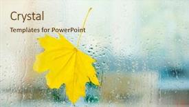  Presentation with maple leaf - PPT theme with autumn maple leaf on glass with natural water drops background and a lemonade colored foreground