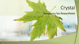  Presentation with maple leaf - Cool new PPT theme with autumn maple leaf on glass with natural water drops backdrop and a yellow colored foreground