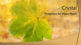  Presentation with water leaf - Slides featuring autumn maple leaf on glass with natural water drops background and a yellow colored foreground