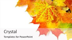  Presentation with isolated fall oak leaf - PPT theme having autumn maple leafs isolated background and a sky blue colored foreground