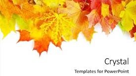  Presentation with maple leaves - Slide deck featuring autumn maple leafs background and a white colored foreground