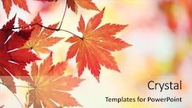  Presentation with maple leaves - Presentation design with autumn maple leaves background background and a lemonade colored foreground