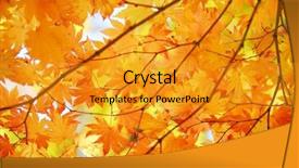  Presentation with maple leaves - Beautiful slides featuring autumn maple leaves background backdrop and a gold colored foreground
