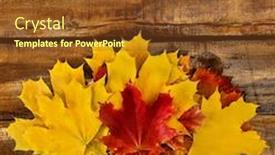  Presentation with maple leaves - Presentation theme with autumn-maple-leaves-bouquet background and a tawny brown colored foreground