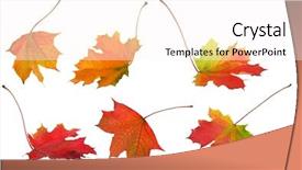  Presentation with maple leaves - Beautiful presentation featuring autumn maple leaves isolated backdrop and a white colored foreground