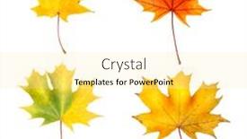  Presentation with maple leaves - Audience pleasing PPT theme consisting of autumn-maple-leaves-isolated backdrop and a blonde colored foreground