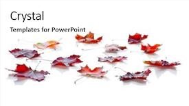  Presentation with green maple leaves - Slide deck enhanced with autumn maple leaves isolated background and a white colored foreground
