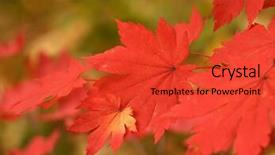 Presentation with maple - Slide set having autumn maple leaves macro background and a red colored foreground