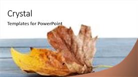  Presentation with autumn blue - Beautiful PPT layouts featuring autumn maple leaves on blue wooden table isolated on white backdrop and a white colored foreground