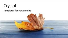  Presentation with autumn blue - Slide deck having autumn maple leaves on blue wooden table isolated on white background and a white colored foreground