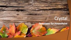  Presentation with maple - Beautiful theme featuring autumn maple leaves on gray wooden background backdrop and a coral colored foreground