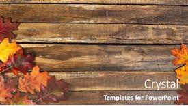  Presentation with maple leaves - Colorful PPT layouts enhanced with autumn-maple-leaves-on-top backdrop and a violet colored foreground