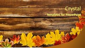  Presentation with maple leaves - Amazing presentation having autumn-maple-leaves-on-top backdrop and a tawny brown colored foreground
