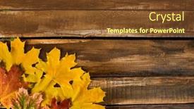  Presentation with maple leaves - Colorful PPT theme enhanced with autumn-maple-leaves-on-wooden backdrop and a tawny brown colored foreground