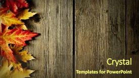  Presentation with maple leaves - Amazing PPT theme having autumn maple leaves over old backdrop and a tawny brown colored foreground