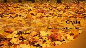  Presentation with maple leaves - Presentation theme having autumn maple leaves background and a gold colored foreground