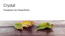  Presentation with maple - Slide set featuring autumn maple leaves on a wooden table isolated on white background and a white colored foreground