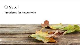  Presentation with maple leaves - PPT theme with autumn maple leaves on a wooden table isolated on white background and a white colored foreground