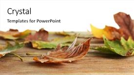  Presentation with maple leaves - Slide deck enhanced with autumn maple leaves on a wooden table isolated on white background and a white colored foreground