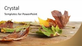  Presentation with maple - Cool new PPT layouts with autumn maple leaves on a wooden table isolated on white backdrop and a white colored foreground