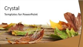  Presentation with maple leaves - Amazing PPT layouts having autumn maple leaves on a wooden table isolated on white backdrop and a white colored foreground