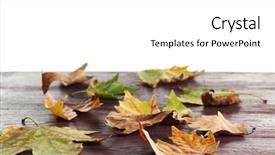  Presentation with maple - Amazing presentation theme having autumn maple leaves on a wooden table isolated on white backdrop and a white colored foreground