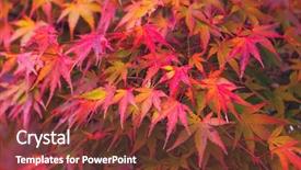  Presentation with maple - Cool new slide deck with autumn maple backdrop and a tawny brown colored foreground