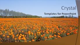  Presentation with autumn - Amazing PPT layouts having autumn marigold field backdrop and a light blue colored foreground