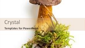  Presentation with mushroom - Presentation theme having autumn-mushroom-boletus-isolated background and a yellow colored foreground