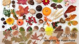  Presentation with harvest festival - Presentation consisting of fauna on rustic wood background background and a coral colored foreground