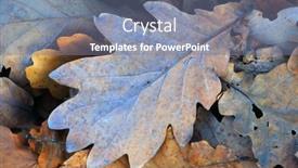  Presentation with oak - Cool new theme with autumn-oak-leafage-abstract-background backdrop and a seafoam green colored foreground