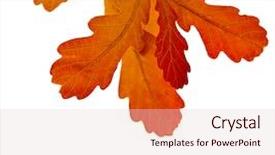  Presentation with oak - Beautiful presentation design featuring autumn oak leaves isolated backdrop and a lemonade colored foreground
