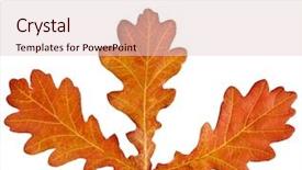  Presentation with oak - Presentation having autumn oak leaves isolated background and a lemonade colored foreground