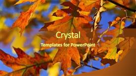  Presentation with fall colors - Cool new presentation theme with autumn oak leaves of bright fall colors close up backdrop and a tawny brown colored foreground