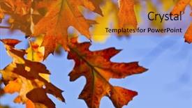  Presentation with fall colors - Presentation theme with autumn oak leaves of bright fall colors close up background and a gold colored foreground