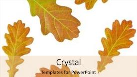  Presentation with autumn leaves - Presentation theme consisting of autumn oak leaves set isolated background and a yellow colored foreground