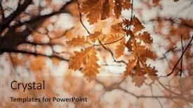  Presentation with oak tree - Amazing PPT layouts having autumn oak tree leaves background backdrop and a coral colored foreground