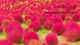  Presentation with autumn - Amazing PPT layouts having autumn-of-bassia-scoparia backdrop and a red colored foreground